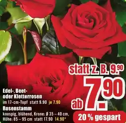 B1 Discount Baumarkt Edel-, Beet- oder Kletterrosen Angebot