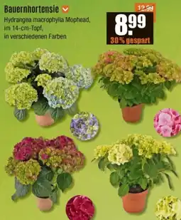 V Baumarkt Bauernhortensie Angebot