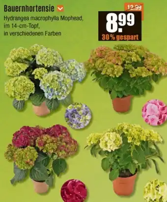 V Baumarkt Bauernhortensie Angebot