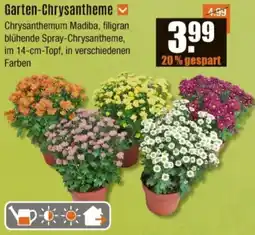 V Baumarkt Garten-Chrysantheme Angebot