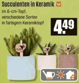 V Baumarkt Succulenten in Keramik Angebot