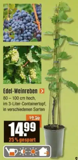 V Baumarkt Edel-Weinreben Angebot