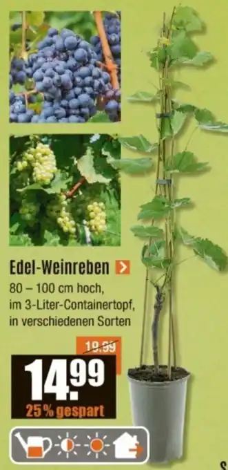 V Baumarkt Edel-Weinreben Angebot