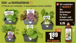 V Baumarkt Salat- und Gemüsepflanzen Angebot