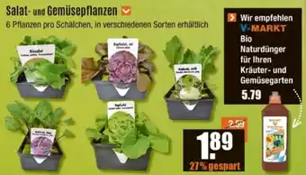 V Baumarkt Salat- und Gemüsepflanzen Angebot