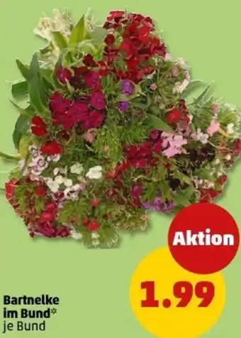 PENNY Bartnelke im Bund Angebot