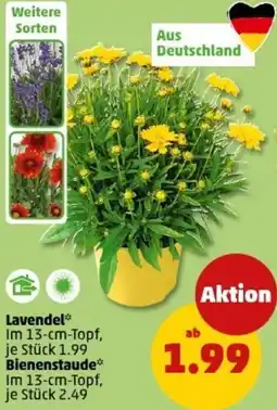 PENNY Lavendel oder Bienenstaude Angebot