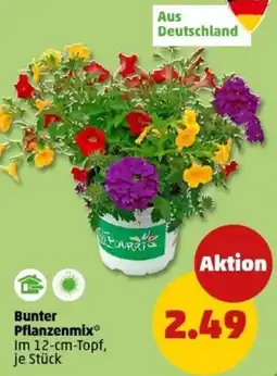 PENNY Bunter Pflanzenmix Angebot