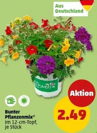 PENNY Bunter Pflanzenmix Angebot