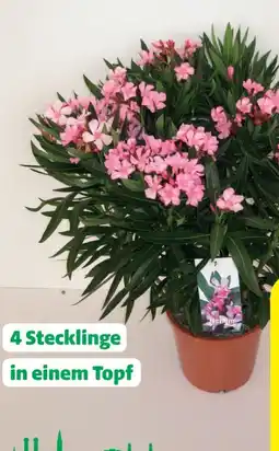 Hagebau Nerium Oleander Angebot