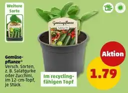 PENNY Gemüse- pflanze Angebot