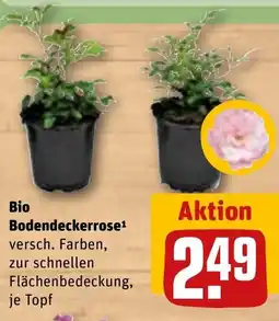 REWE Bio Bodendeckerrose Angebot
