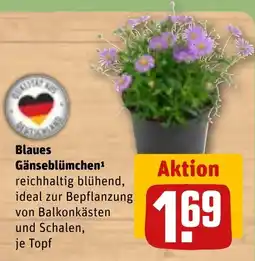 REWE Blaues Gänseblümchen Angebot