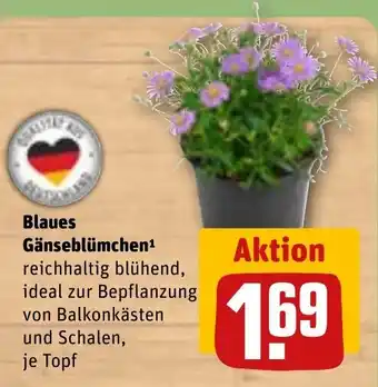 REWE Blaues Gänseblümchen Angebot