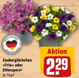 REWE Zauberglöckchen >>Trio<< oder Elfensporn Angebot