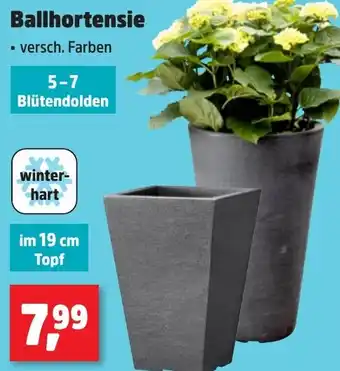 Thomas Philipps Ballhortensie Angebot