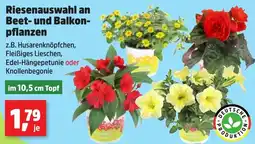 Thomas Philipps Riesenauswahl an Beet- und Balkonpflanzen Angebot