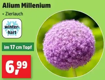 Thomas Philipps Alium Millenium Angebot