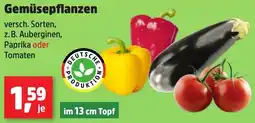 Thomas Philipps Gemüsepflanzen Angebot