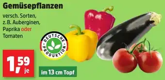 Thomas Philipps Gemüsepflanzen Angebot