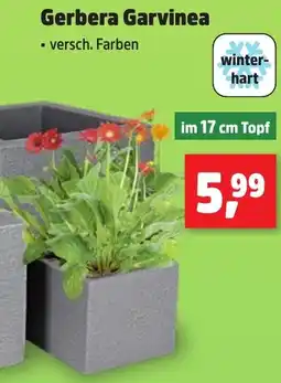 Thomas Philipps Gerbera Garvinea Angebot