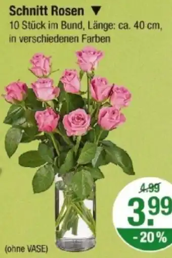 V Markt Schnitt Rosen Angebot