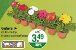 V Markt Gerbera Angebot