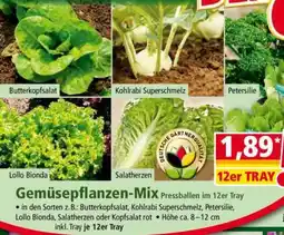 Norma Gemüsepflanzen-Mix Angebot