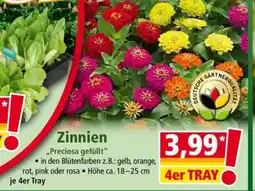 Norma Zinnien Angebot