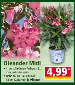 Norma Oleander Midi Angebot
