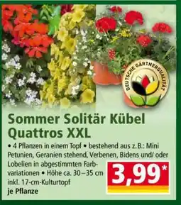 Norma Sommer Solitär Kübel Quattros XXL Angebot