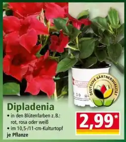 Norma Dipladenia Angebot