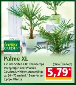 Norma Palme XL Angebot