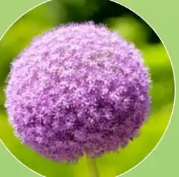Thomas Philipps Alium Millenium Angebot