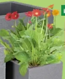 Thomas Philipps Gerbera Garvinea Angebot