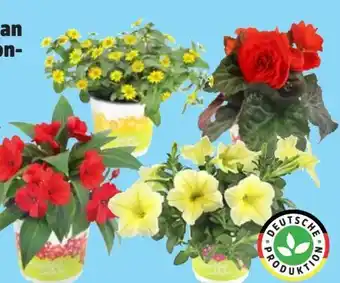 Thomas Philipps Beet- und Balkonpflanzen Angebot