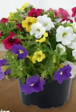 B1 Discount Baumarkt Calibrachoa Trio Angebot