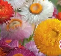 B1 Discount Baumarkt Strohblume Angebot