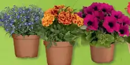 B1 Discount Baumarkt Sommerblumen Angebot
