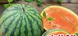 B1 Discount Baumarkt Wassermelone Pflanze Angebot