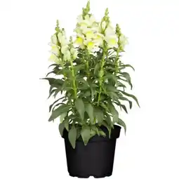 toom Baumarkt Toom Löwenmäulchen Angebot