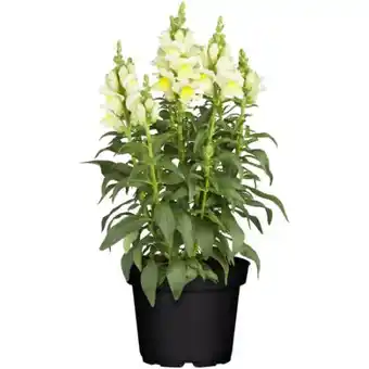 toom Baumarkt Toom Löwenmäulchen Angebot