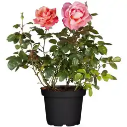 toom Baumarkt Toom Gartenrosen Angebot