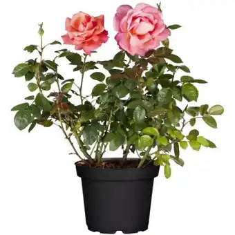 toom Baumarkt Toom Gartenrosen Angebot