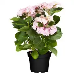 toom Baumarkt Forever & Ever Hortensie Angebot