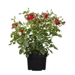 toom Baumarkt Toom Rosenbusch Angebot