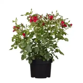 toom Baumarkt Toom Rosenbusch Angebot