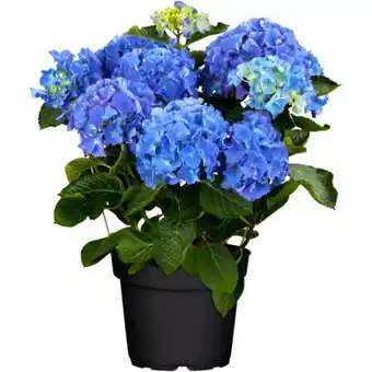 toom Baumarkt Toom Gartenhortensie Angebot