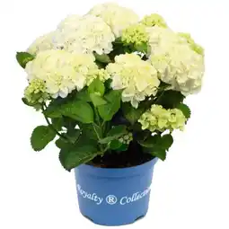 toom Baumarkt Toom Hortensie Royalty Angebot