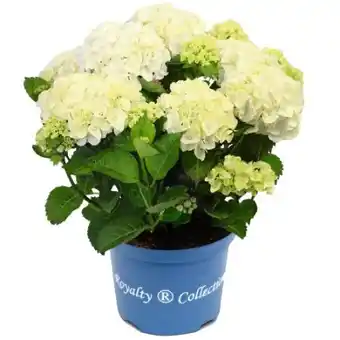 toom Baumarkt Toom Hortensie Royalty Angebot